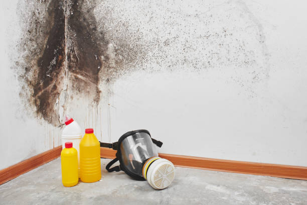 Best Mold Inspection  in Glendale, CA