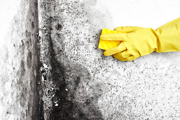 Best Mold Removal and Inspection  in Glendale, CA