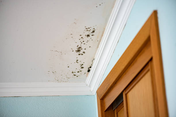 Best Emergency Mold Removal  in Glendale, CA