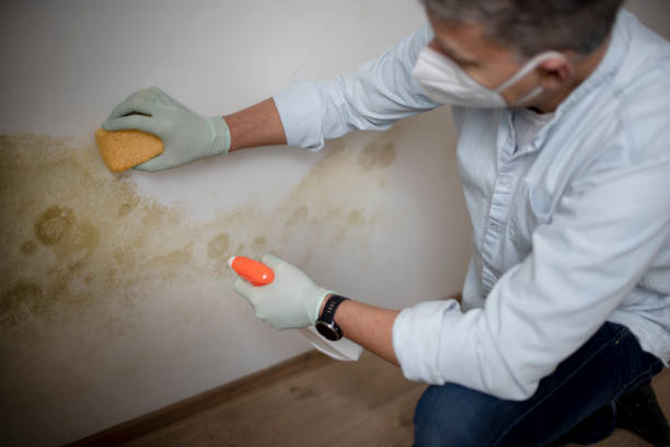 Best Commercial Mold Removal  in Glendale, CA