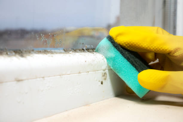 Best Affordable Mold Removal  in Glendale, CA