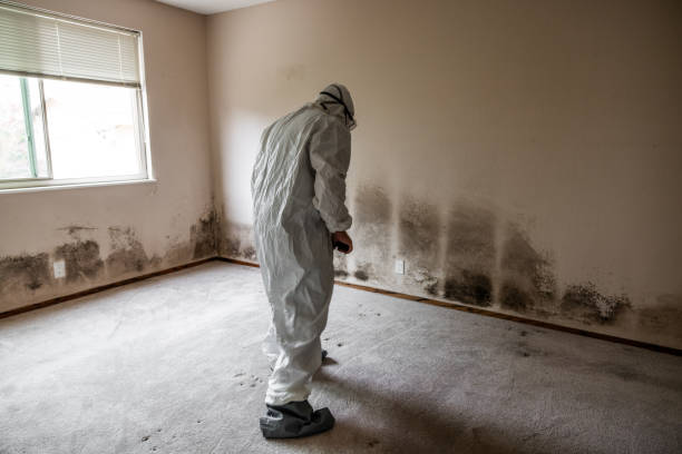 Best Fast Mold Removal  in Glendale, CA